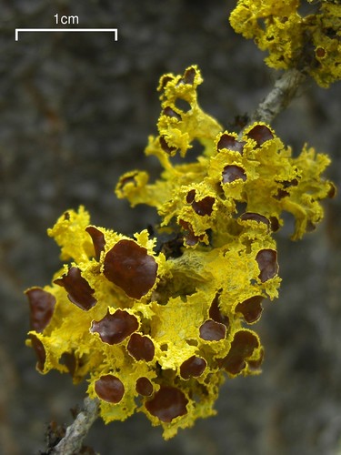 T-shirt fungus lichen Vulpicida canadensis