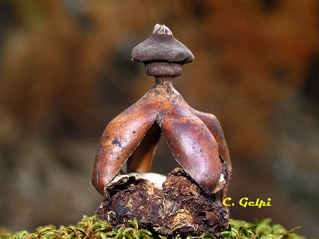 Playera hongo estrella de tierra Geastrum fornicatum