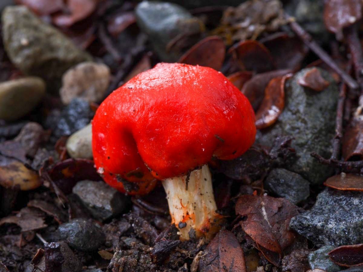 Playera hongo Leratiomyces erythrocephalus