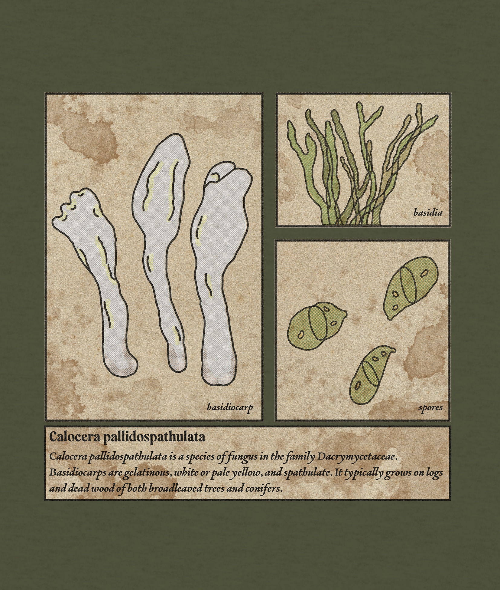 Playera hongo gelatinoso Calocera pallidospathulata dama