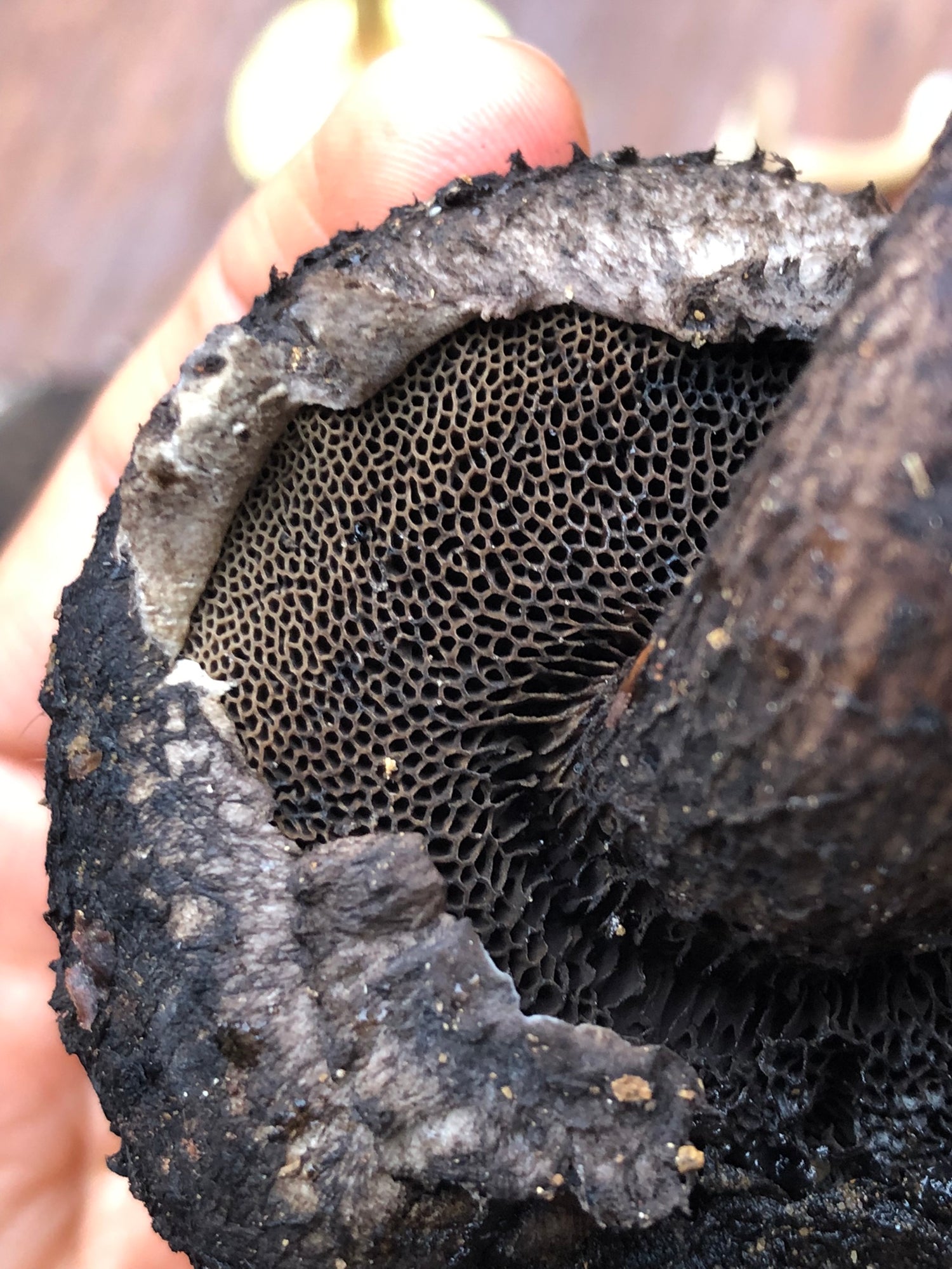 Fotografías fungi