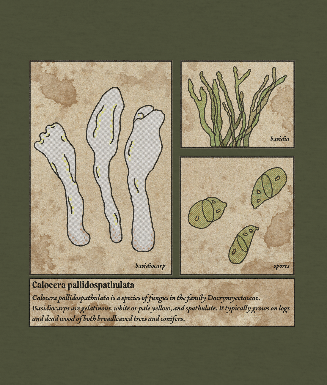 Playera hongo gelatinoso Calocera pallidospathulata dama