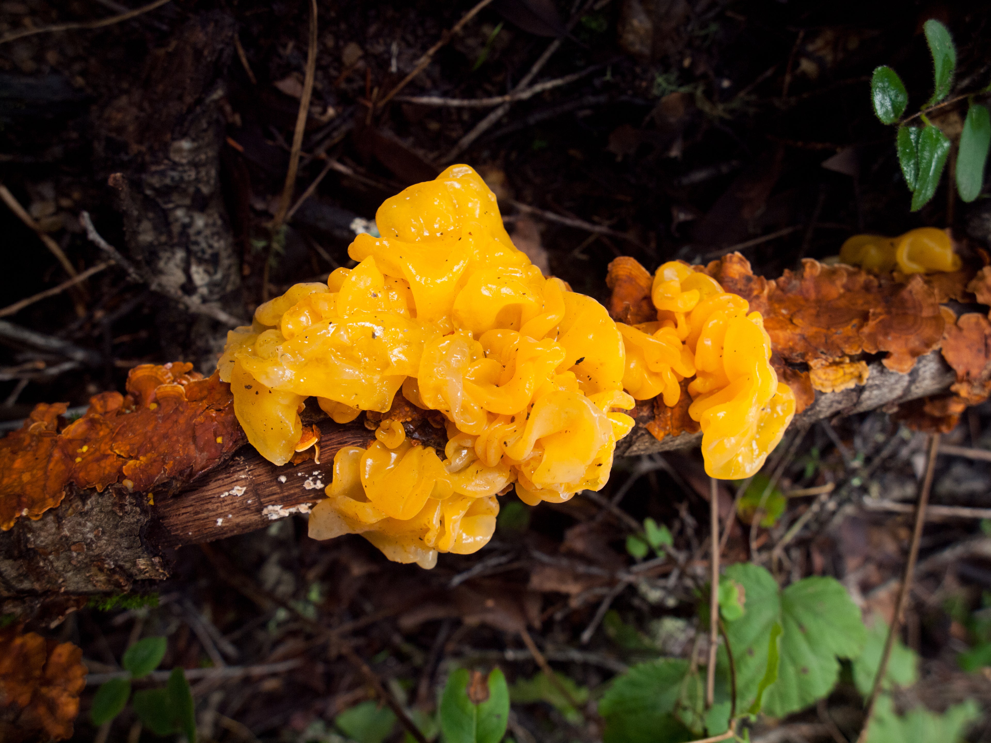 Jelly fungus Naematella aurantia T-shirt